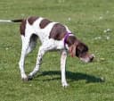 Foto der Rasse English Pointer