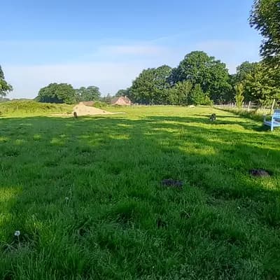 Bild aus del Luna y Sol in Niedersachsen, wo unsere Galgo Espanol-Hunde in einer liebevollen Umgebung aufwachsen.