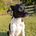 Foto der Rasse Brasilianischer Terrier