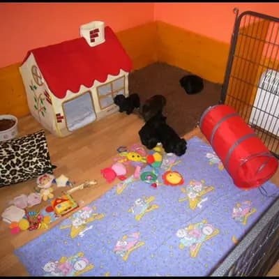 Bild aus Shih Tzu vom Eulenpark in Nordrhein-Westfalen, wo unsere Shih Tzu-Hunde in einer liebevollen Umgebung aufwachsen.