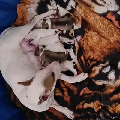 Bild aus Von den Walliser's  in Baden-Württemberg, wo unsere Miniature Bullterrier-Hunde in einer liebevollen Umgebung aufwachsen.