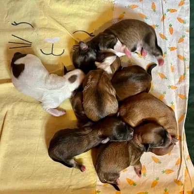 Bild aus Brook Pearl in Schleswig-Holstein, wo unsere Havaneser-Hunde in einer liebevollen Umgebung aufwachsen.