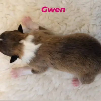 Gwen von der Brettachwiese – Collie (Langhaar) Welpe, Baden-Württemberg, Raised by Collies von der Brettachwiese 