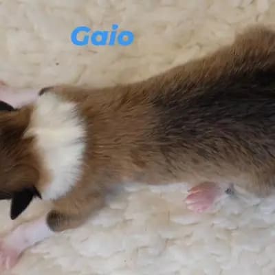 Gaio von der Brettachwiese – Collie (Langhaar) Welpe, Baden-Württemberg, 由...饲养 Collies von der Brettachwiese 