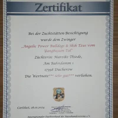 Bild aus Angelic Power Bulldogs und vom Yangbajain-Tal in Mecklenburg-Vorpommern, wo unsere Old English Bulldog-Hunde in einer liebevollen Umgebung aufwachsen.