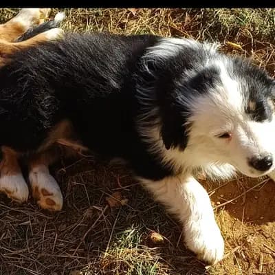 Galerie-Bild von Hundezucht of Mystery Grey  in Steiermark, mit Eindrücken unserer Altdeutscher Schäferhund-Zucht.