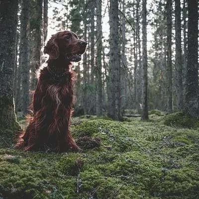 Field Spaniel – Hunderasse
