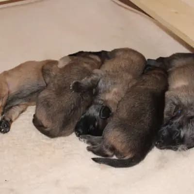 Galerie-Bild von Tervueren vom Stockmars Wälchen in Thüringen, mit Eindrücken unserer Tervueren-Zucht.