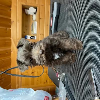 Bild aus Ehrenbürg-Zwerge (American Schnauzer) in Bayern, wo unsere Zwergschnauzer-Hunde in einer liebevollen Umgebung aufwachsen.