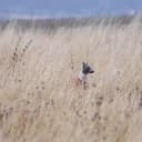 Foto der Rasse Italienisches Windspiel