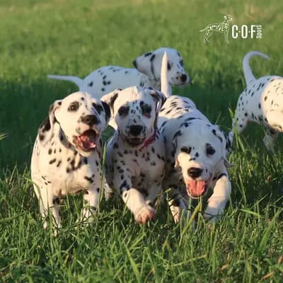 Bild aus COF Spots Dalmatiner in Niedersachsen, wo unsere Dalmatiner-Hunde in einer liebevollen Umgebung aufwachsen.