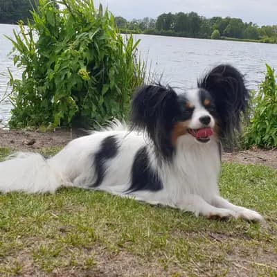 Galerie-Bild von Papillons von der Flussaue  in Niedersachsen, mit Eindrücken unserer Kontinentaler Zwergspaniel (Papillon)-Zucht.