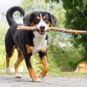 Foto der Rasse Appenzeller Sennenhund