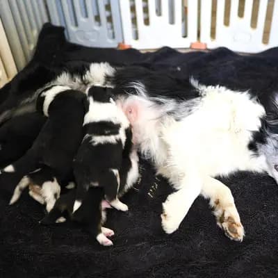 Bild aus Robert Muttenhammer  in Bayern, wo unsere Australian Shepherd-Hunde in einer liebevollen Umgebung aufwachsen.