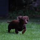 Foto der Rasse Dackel