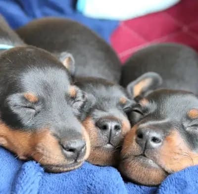 Foto ehemaliger Zwergpinscher-Welpen aus Zwergpinscher vom Zwergbach in Bayern, die bereits ein Zuhause gefunden haben.