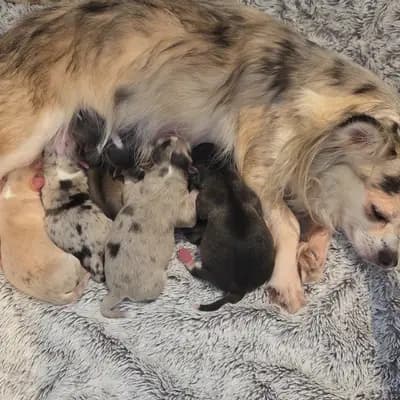M4 – Chihuahua Welpe, Nordrhein-Westfalen, 由...饲养 Chihuahua von den kleinen Kriegern