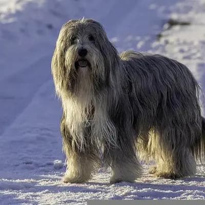 Bearded Collie – Hunderasse