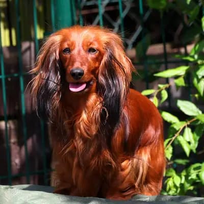 Bild aus Zucht - Camnika Art, Pilsen, CZ in Plzeňský kraj, wo unsere Dackel-Hunde in einer liebevollen Umgebung aufwachsen.
