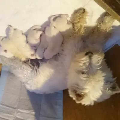 Galerie-Bild von Westie vom Elmbach in Sachsen, mit Eindrücken unserer West Highland White Terrier-Zucht.
