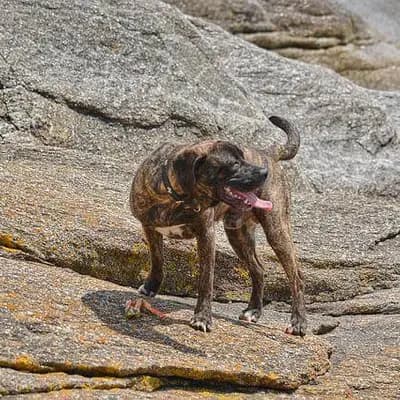 Plott Hound – Hunderasse