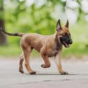 Foto der Rasse Malinois