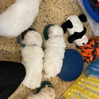 Galerie-Bild von from CotonOfHappyness  in Nordrhein-Westfalen, mit Eindrücken unserer Coton de Tulear-Zucht.