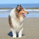 Foto der Rasse Britischer Collie