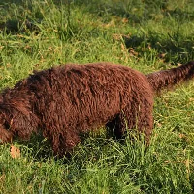 Foto von Honey, einem Barbet-Elternhund in Oberösterreich.