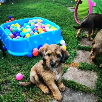 Bild aus Wäller aus der Obergrafschaft  in Niedersachsen, wo unsere Wäller-Hunde in einer liebevollen Umgebung aufwachsen.