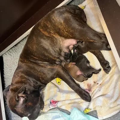 Foto des M-Wurf von Staffordshire Bull Terrier in MeinHeart Staff’s , aufgenommen in Sachsen.