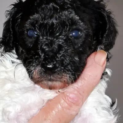 Dolly – Pudel Welpe, Niedersachsen, 由...饲养 Pudelzucht SIMPLY-FANTASTIC