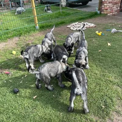 Galerie-Bild von Hundezucht von den Kalkseehexen in Brandenburg, mit Eindrücken unserer Schnauzer-Zucht.