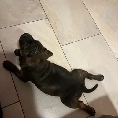 Galerie-Bild von MeinHeart Staff’s  in Sachsen, mit Eindrücken unserer Staffordshire Bull Terrier-Zucht.