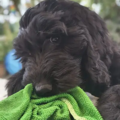 Yakira – Labrador Retriever Welpe, Bayern, Raised by Labrador, Großpudel und Labradoodle Züchterin