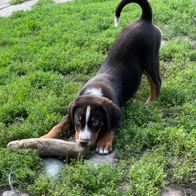 Galerie-Bild von Appenzeller Sennenhunde vom Altmarkhof in Sachsen-Anhalt, mit Eindrücken unserer Appenzeller Sennenhund-Zucht.