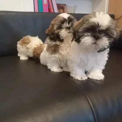 Bild aus Cotirlet Gheorghe  in Hessen, wo unsere Shih Tzu-Hunde in einer liebevollen Umgebung aufwachsen.