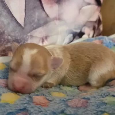 Bounty – Chihuahua Welpe, Hessen, 由...饲养 Chihauhau Zucht von den Feenkindern