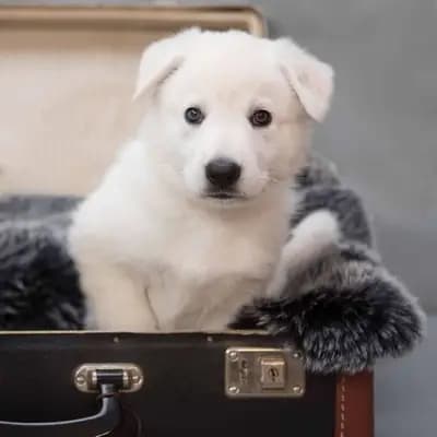 Galerie-Bild von Vom Tal der weissen Ruhrwölfe in Nordrhein-Westfalen, mit Eindrücken unserer Weißer Schweizer Schäferhund-Zucht.