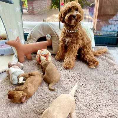 Bild aus Heart & Soul Doodles Australian Labradoodles in Nordrhein-Westfalen, wo unsere Australian Labradoodle-Hunde in einer liebevollen Umgebung aufwachsen.