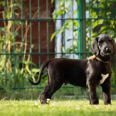 Foto von Camillo, einem Afghanischer Windhund-Welpe in Brandenburg.