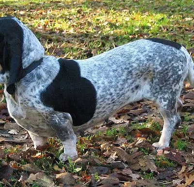 Basset bleu de Gascogne – Hunderasse