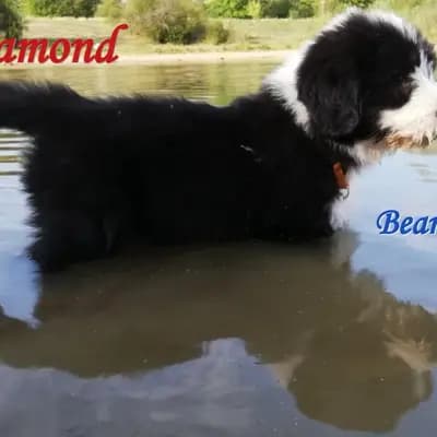 Galerie-Bild von Heart Diamond Bearded Collies  in Sachsen, mit Eindrücken unserer Bearded Collie-Zucht.