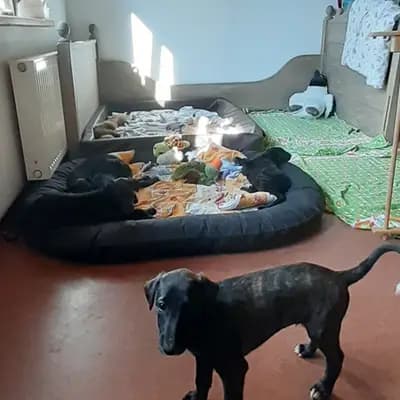 Bild aus del Luna y Sol in Niedersachsen, wo unsere Galgo Espanol-Hunde in einer liebevollen Umgebung aufwachsen.