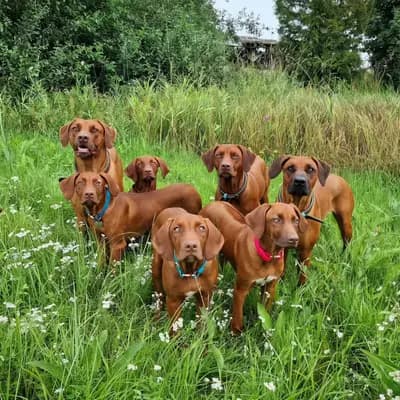 Foto ehemaliger Rhodesian Ridgeback-Welpen aus Sambesi  in Baden-Württemberg, die bereits ein Zuhause gefunden haben.