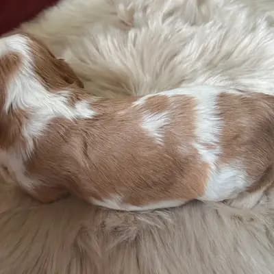 Foto von Bello, einem Cavalier King Charles Spaniel-Welpe in Rheinland-Pfalz.