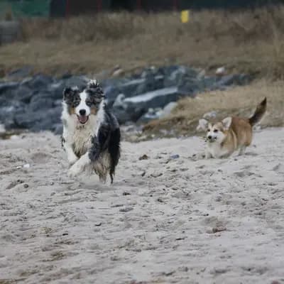 Galerie-Bild von Kennel Von Pfotenstolz in Schleswig-Holstein, mit Eindrücken unserer Welsh Corgi Pembroke-Zucht.