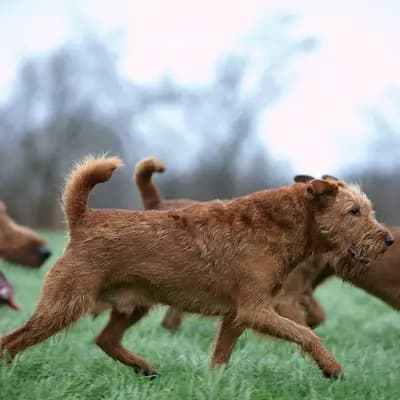 Titelbild von Irish Terrier Zucht aus Leidenschaft in Schleswig-Holstein, Heimat unserer Irish Terrier-Zucht.