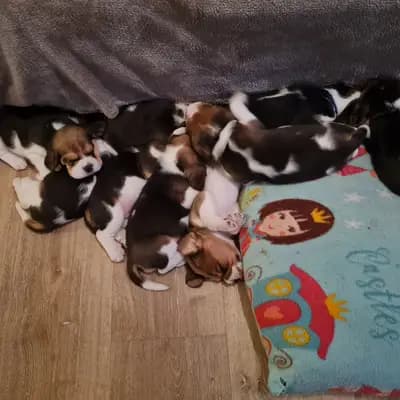 Bild aus "Beagle vom Ostenfeld" in Nordrhein-Westfalen, wo unsere Beagle-Hunde in einer liebevollen Umgebung aufwachsen.