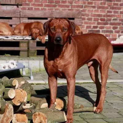 Tamirlan Magnus di Magija